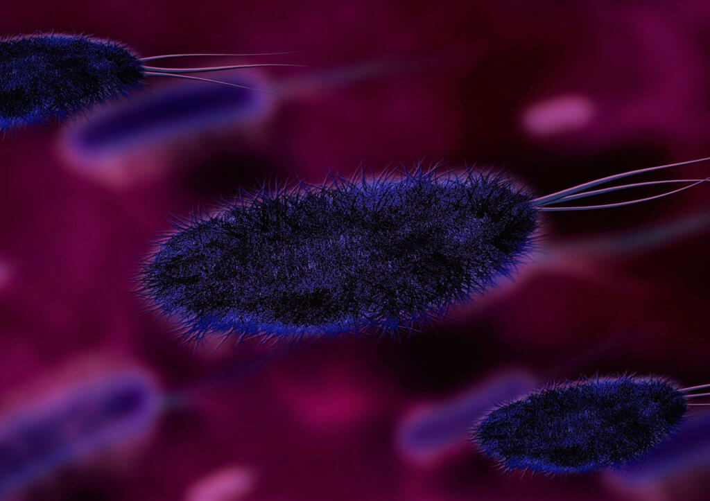 drobnoustroje wirusy bakterie